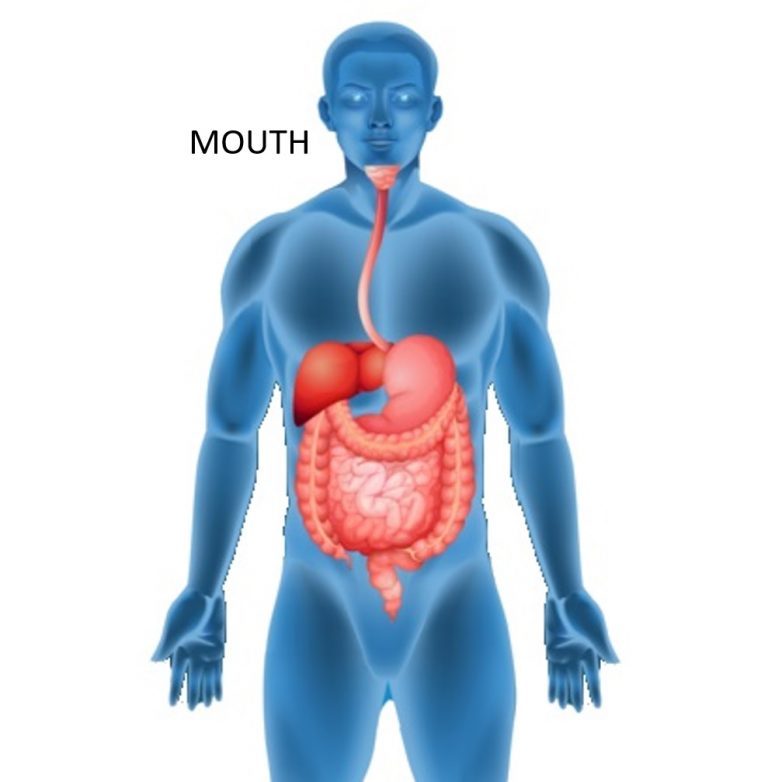 Mouth