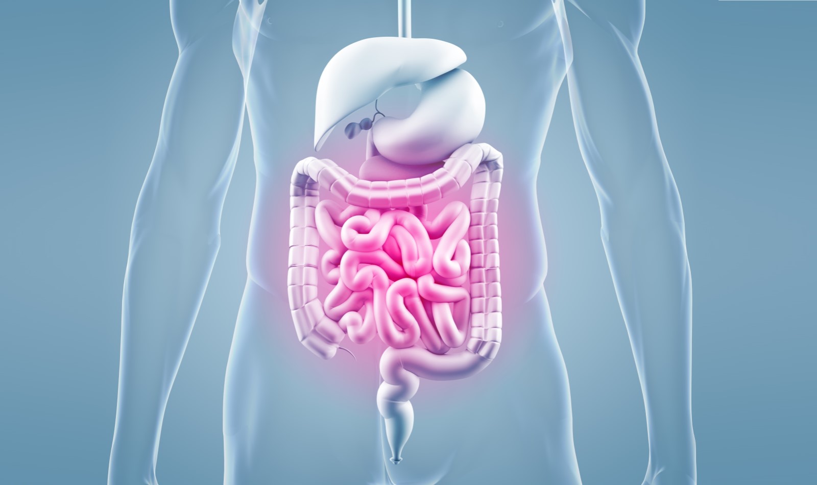 bioptimizers gut health
