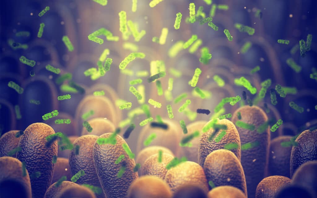 Can You Take Too Many Digestive Enzymes? gut health intestinal bacteria